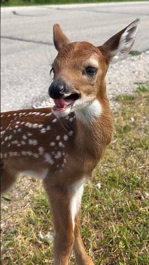 Baby Deer Calling for Mom 🦌🥺 Real Voice Captured! The Cutest Fawn Moment Ever #Shorts #fawn