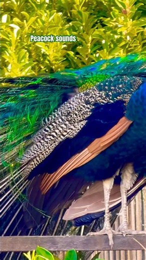 Peacock Sounds 🦚 Peacock feather 🪶 Peacock fans 🦚 Peafowl 🦚 #peacock #feather #happy #baby