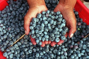 58 N.J. festivals set for summer 2018: Food, music, fireworks, beer and more