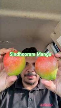 Sindhooram Mango (Bennet Alphonso ) #mango #mangovarieties #fruit #sindhooram
