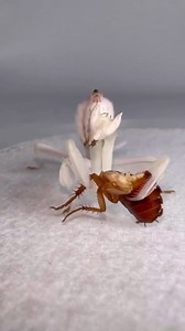 Praying mantis eating a cockroach like it's a hamburger.