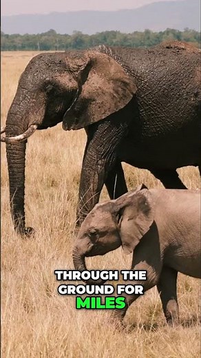 Animal Communication Beyond Human Hearing Frequencies!