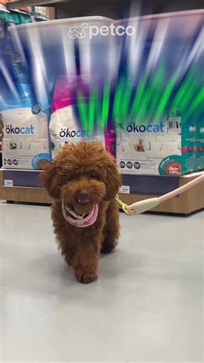 ¡Te esperamos estos #PetcoWeekends! 🐾 Tenemos una galleta de regalo* para celebrar a tu Poodle en su día. 🍪🐩 Además, disfrázate con tu mejor amigo y participen en nuestra Pasarela de Halloween. 🏆👻 Continúa la Ruta de la Nutrición, disfruta de pláticas especiales y mucho más. 🥣 ¡No faltes! *La galleta no está sujeta a compra, se entrega a quienes nos visiten en tienda física el 7 y 10 de octubre de 2026 o hasta agotar existencias, en compañía de su perro de raza Poodle registrado en Club Pe