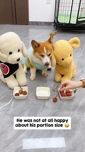 Corgi Gets Angry With Amount Of Food He Has#ViralVideo #loveanimals #animals #animallover #DogsOfFacebook | Animals TV