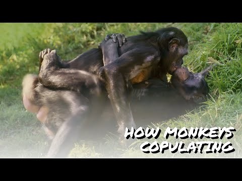 Two loving monkeys mating | how monkey copulate | breeding season | mate