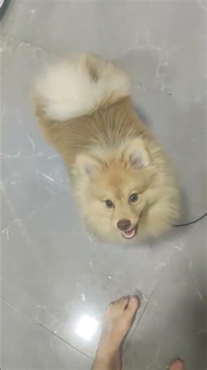 esse luluzinho comeu o fio do ventilador todo. #pets #dog #dogshorts #spitz #dogsoftiktok