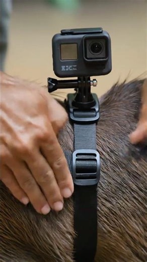 Capybara POV: Inside a Secret Underground Hot Spring #animals #adventure #shorts
