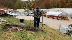 📺🍎 In this week's video Kim demonstrates, step-by-step, the process of correctly planting an apple tree. Use this same method to plant other types of trees as well. This video is full of useful information – be sure to watch to the end! | Kim's Greenhouse