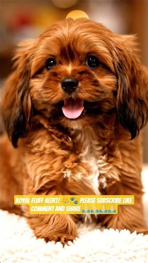 Lhasa Apso Puppy 🐶 | Fluffy Royal Cuteness Overload #shorts #ashishsaxena ❣️