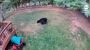 "We see them walk through our yard every day but I've never had something like that happen." Security camera footage captured the terrifying moment a black bear charged at a woman and her service dog as they were in their backyard in North Carolina. https://abcnews.visitlink.me/I3FTZo | ABC News