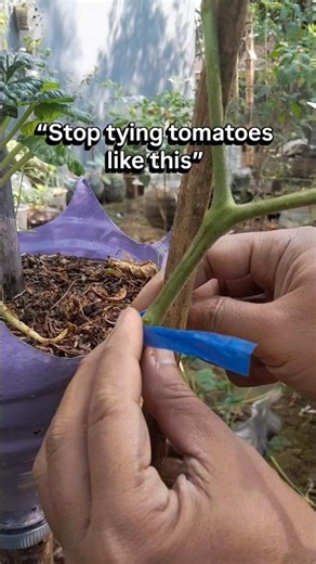 The Best Way to Support Tomato Plants #gardening
