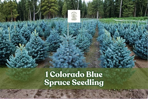 1 Colorado Blue Spruce Seedling | Picea Pungens | Live Evergreen Tree for Planting - Etsy