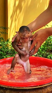Monkey Icy waits for Mummy gets towel #monkey #animallover #animals #monkeylove #babymonkey | Monkey Loader