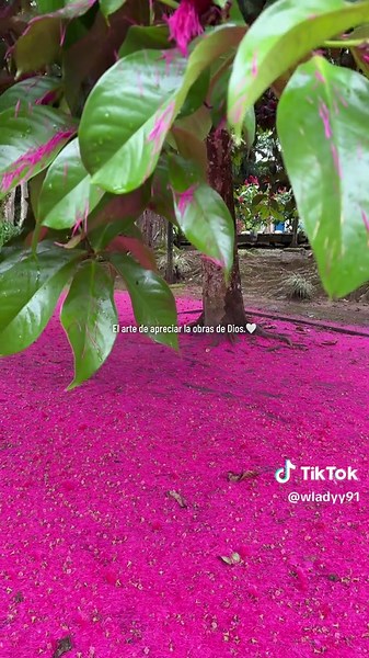Descubre la Amazonía de Ecuador: Un Viaje Inolvidable