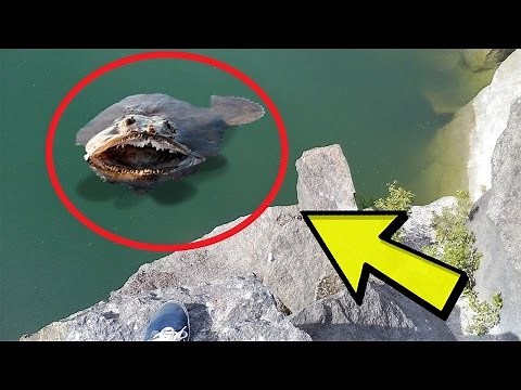 23 Weird and Scary Creature Pictures