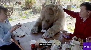 633K views · 2.7K reactions | This Russian couple's pet bear is 7 feet tall and weighs 770 pounds. | Yahoo | Facebook