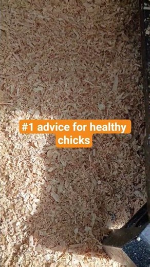 Clean bedding in the chick brooder is so important for keeping chicks healthy. subscribe 4 more tips