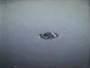 AC 公共広告機構CM「バス･STOP！」