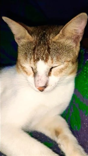 Cat Videos Cat Sounds Cute Cat Videos #cat #sleep #love