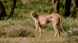 62K views · 702 reactions | Gazela i gepard https://theinfotimes.com/15-amazing-animal-facts-that-even-your-biology-teacher-probably-doesnt-know.html | Wild Life TV | Facebook