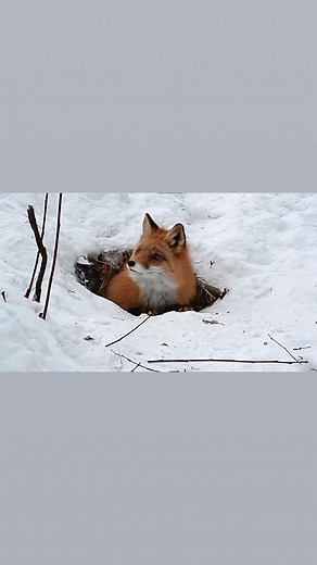 109K views · 10K reactions | A red fox leaving her den to go hunting. #redfox #fox #ilovefoxes #wildlife #wild #foxes | Wild On Alaska | Facebook