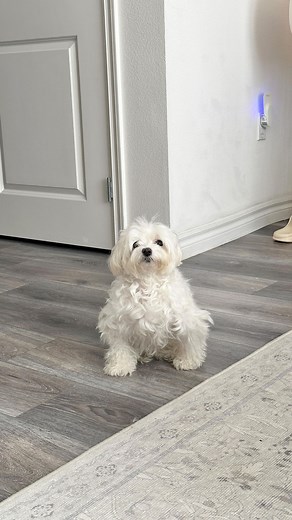 Barbara on Instagram: "Barby’s got a haircut ✂️💖 She wants to know how you like it! Tell her she’s beautiful rn 🥺 #babblinbarb Dog grooming dog haircut Maltese puppy adoption dog rescue dog groom"