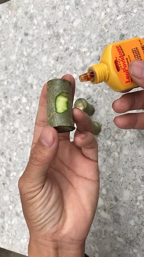 115K views · 609 reactions | Extracting Adenium flowers with potato tubers #Growing #Planting #FlowerPlant #Anthurium #plantingroots #rosegrafting #rosegarden #roseflowers #aloevera | Zaser | Facebook