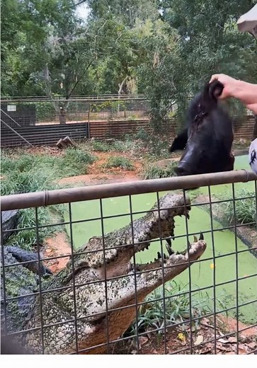 Exploring Malcolm Douglas Croc Park in Broome
