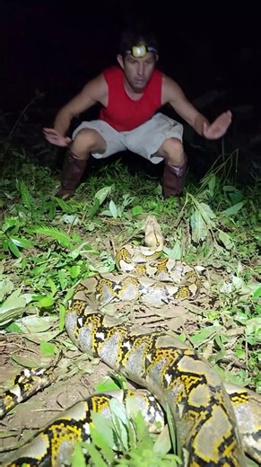 Grumpy Python Covered in Ticks! #python #snakes #thailand | Wild Charles