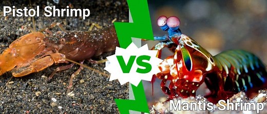 Pistol Shrimp vs. Mantis Shrimp: What Are the Differences?
