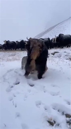 Tibetan Mastiff: Guardian of the Himalayas
