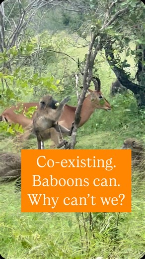 Co-existence - Chacma baboons are masters of co-existence, sharing their habitat with zebras, impalas, wildebeests, and countless other species. They play a crucial role in their ecosystems; alerting grazers to danger, foraging alongside them, and even forming unlikely alliances in the wild. Their presence enriches biodiversity through seed dispersal and a multitude of other things; proving that nature thrives when species find balance and mutual benefit. Yet, while baboons effortlessly integrat