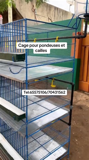 🟩 Cage pour Cailles 3 Niveaux 🔥 Nouvelle Cage Professionnelle pour Cailles – 3 Niveaux 🐦 Disponible maintenant chez Cuniculture Pro BF 🇧🇫 Cette cage est idéale pour ceux qui veulent élever les cailles de façon propre, organisée et rentable. ✅ Caractéristiques : • 3 niveaux robustes • Capacité totale : 60 à 200 cailles (selon l’âge) • Grillage galvanisé anti-rouille • Mangeoires frontales → Zéro gaspillage d’aliments • Bonne ventilation → Favorise une croissance rapide • Structure stable, bi