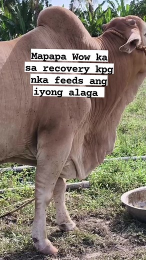 Feeds para sa iyong alaga #cow #feeds #livestockfarming #livestock #farmingtips #farmlife #trendingreels #viralreelsシ #fypシ゚ | Jasmin Trinidad