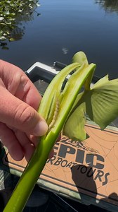 6.8K views · 9.3K reactions | No bait? No problem. These lily pad worms work like a charm for the fish out here in the glades. @joshcatches Call or text and let’s get your Everglades fishing tour with Epic booked. 954-439-1070 #epicairboattours #floridaeverglades #everglades #evergladestours #Evergladesfishing #fishing #floridafishing #bassfishing | Epic Airboat Tours | Facebook