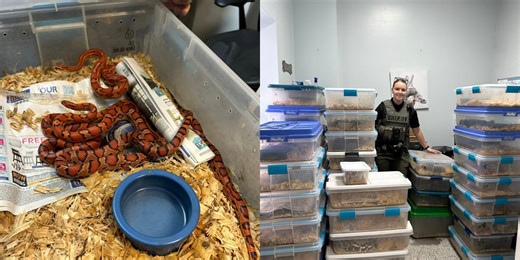 More than 50 snakes found abandoned by breeder, police say