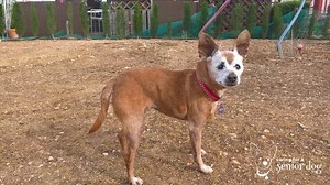 How to Help a Senior Dog Gain Weight: 22 Golden Tips - Caring for a Senior Dog