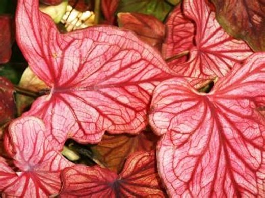 Desert Sunset Caladium Size # 2 Bulb | Pink/ Salmon | Nicely Packaged With Planting Instructions, Great Gifts | the Bloom Terrace - Etsy