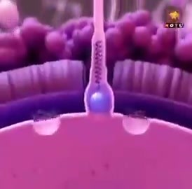 How fertilization works. The beginning of human life! | LifeNews.com