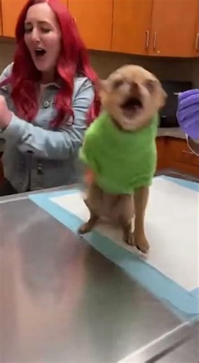 Chihuahua Vet Funny Panic Chaos 😂🐶 | Tiny Dog Drama #dogdrama