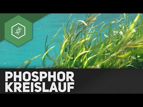 Phosphorkreislauf – Stoffkreisläufe 2