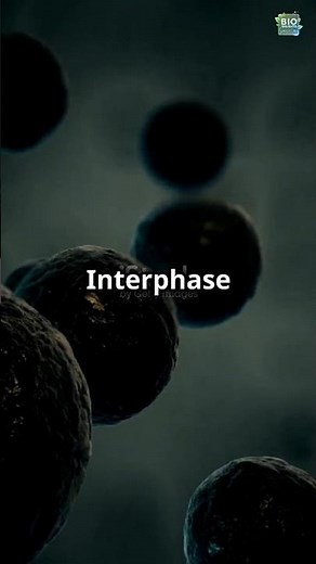 "Interphase: The Secret Behind Cell Division!"
