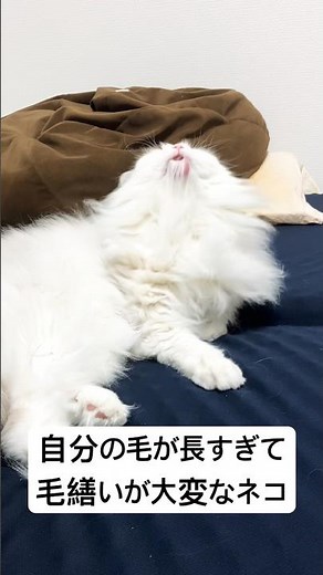 毛が長過ぎて自分の毛を食べちゃうネコ#猫 #猫のいる暮らし #cat
