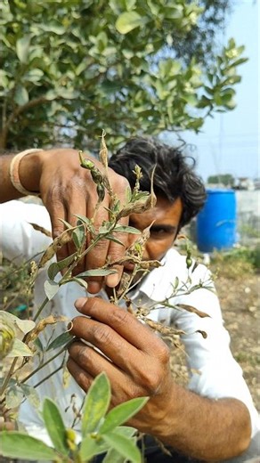 The pigeon pea pods are ripe #nature #farming #pigeonpeas #shorts