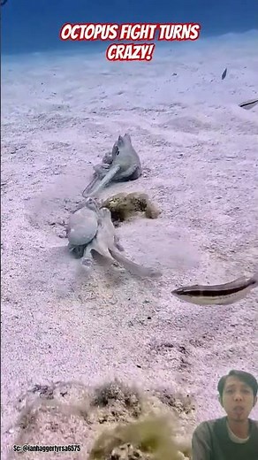 INSANE! Two Octopuses Fight Like Boxers Underwater!