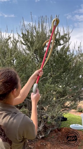 Cobra in a tree. Snakes in a tree can be super tricky to catch and generally move right up to the top of the tree. A lot of patience is required to catch them safely. In the level 2 Venomous Snake Handling Bootcamp Course, we train for these scenarios in a controlled environment and under expert guidance. #snakes #snakesoftiktok #snakeeemoval #snakecatching #africansnakebiteinstitute #healthandsafety #workplacesafety #snakecourse #snaketraining | African Snakebite Institute