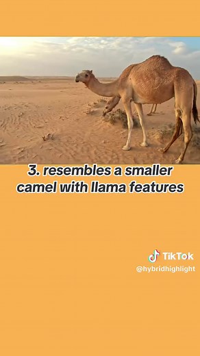 Five facts about the Cama 🐪 🦙 #fyp #foryou #facts #fun #hybrid #animals #cama #fun #camel #llama @HybridHighlight