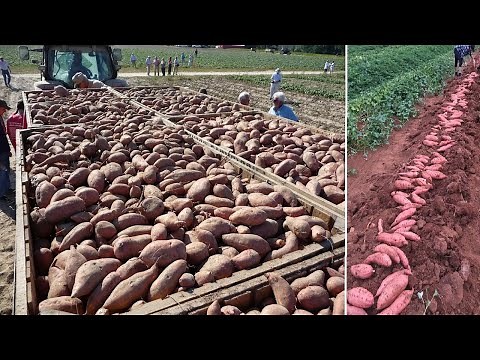 Amazing Sweet Potato Agriculture Sweet Potato Farming & Sweet Potato Harvesting Potato Cultivation