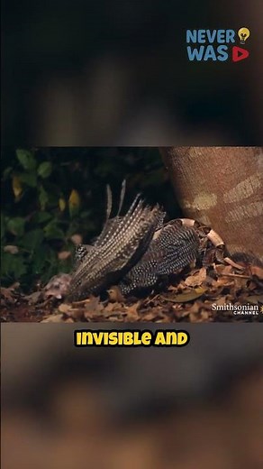 Gabon Viper: Master of Deadly Ambushes in the Forest! 🐍