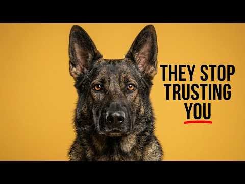 When Your German Shepherd Stops Trusting You (It’s Subtle at First)